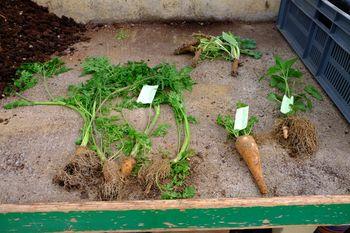Iconographie - Plants remis par Michel Ouvrard aux serres municipales Saint Jean de Monts