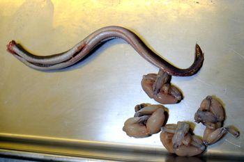 Iconographie - Le Glajou - Préparation des anguilles et cuisses de grenouille
