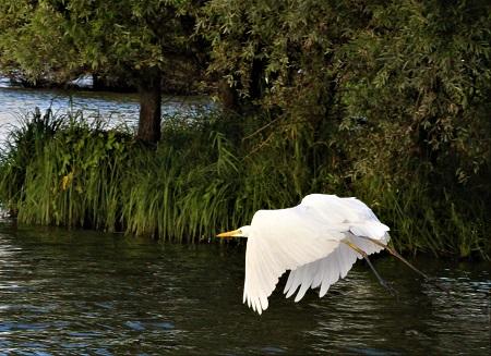 Iconographie - Aigrette