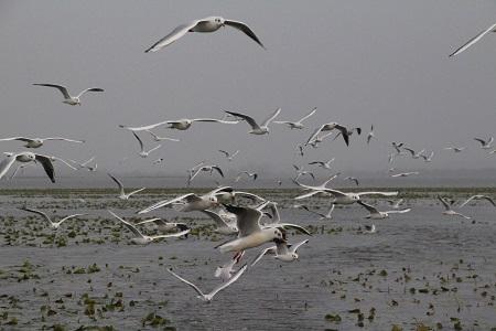 Iconographie - Mouettes rieuses