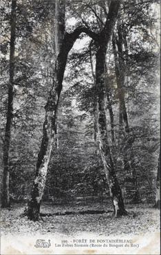 Iconographie - Forêt de Fontainebleau - Les frères siamois (route du bosquet du Roi)