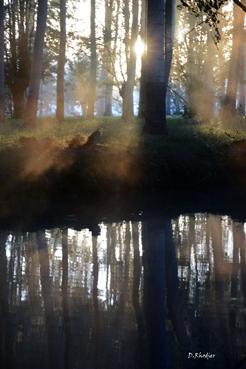 Iconographie - Lever de soleil sur une peupleraie de La Venise Verte