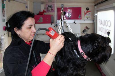 Iconographie - Toilettage d'un chien par Couaf'Toutou