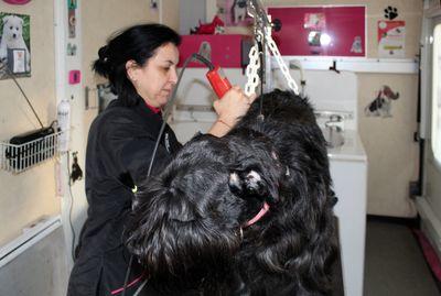 Iconographie - Toilettage d'un chien par Couaf'Toutou