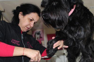 Iconographie - Toilettage d'un chien par Couaf'Toutou