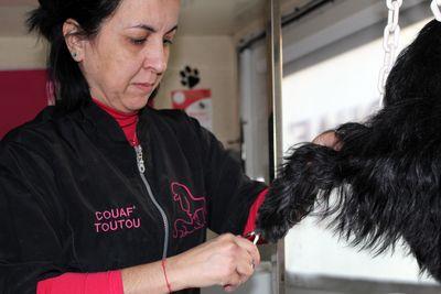 Iconographie - Toilettage d'un chien par Couaf'Toutou