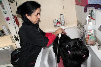 Iconographie - Toilettage d'un chien par Couaf'Toutou