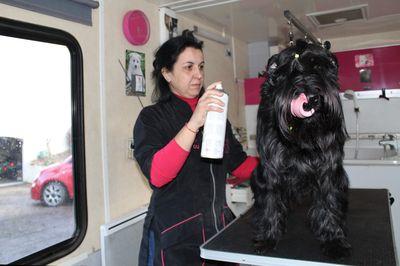 Iconographie - Toilettage d'un chien par Couaf'Toutou