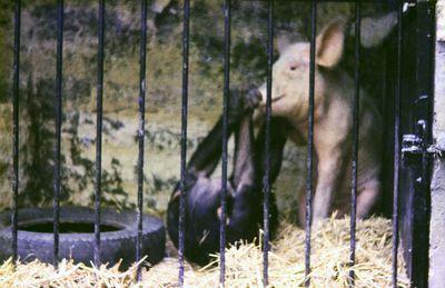 Iconographie - Voyage au zoo de Doué-la-Fontaine