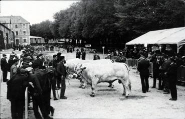 Iconographie - Le haras - Concours de bovins