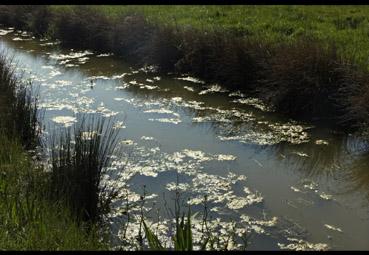 Iconographie - L'or du marais