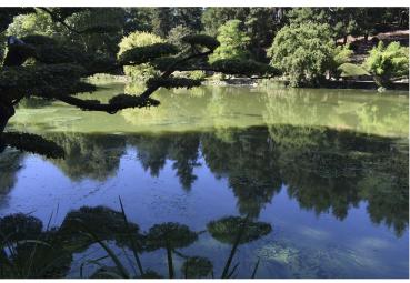 Iconographie - Lac placide