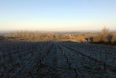 Iconographie - Vignes du vigneron Eric Sage