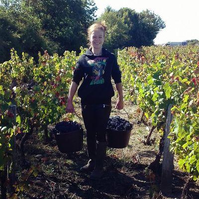 Iconographie - Les vendanges chez le vigneron Eric Sage