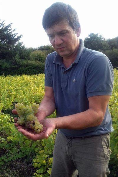 Iconographie - Les vendanges chez le vigneron Eric Sage