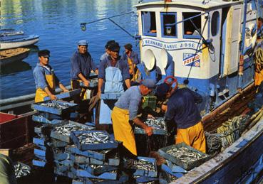 Iconographie - Débarquement de la sardines