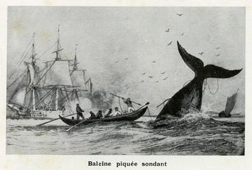 Iconographie - Baleine piquée sondant