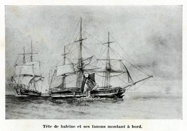 Iconographie - Tête de baleine et ses fanons montant à bord