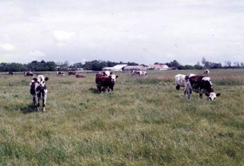 Iconographie - Troupeau de vaches du Grabat