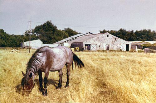 Iconographie - Coco le cheval du Grabat