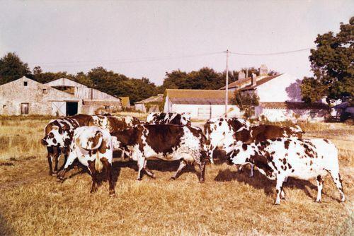 Iconographie - Neuf vaches qui attentendent la traite au Grabat