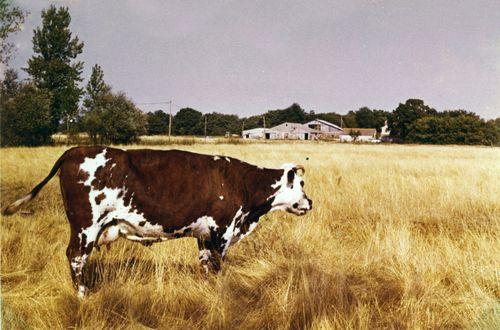 Iconographie - La vache Bohémienne, au Grabat