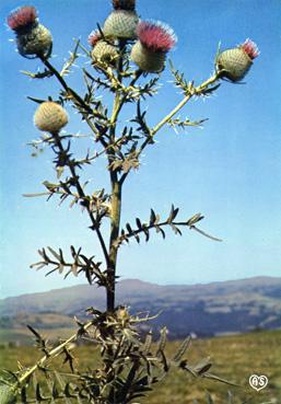 Iconographie - Fleur d'Auvergne - Le chardon