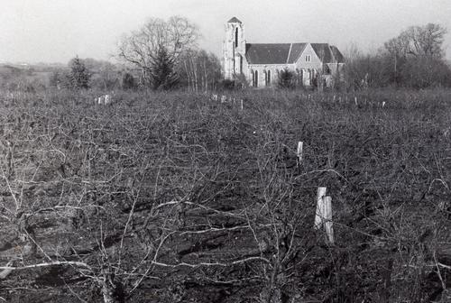 Iconographie - Vignes du Landreau