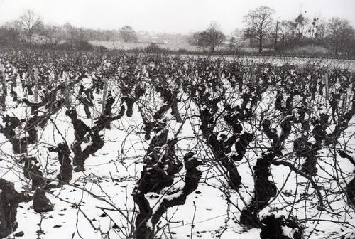 Iconographie - Vigne en hiver