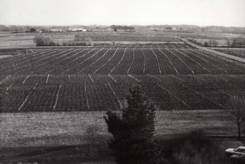 Iconographie - Les vignes de l'hospice