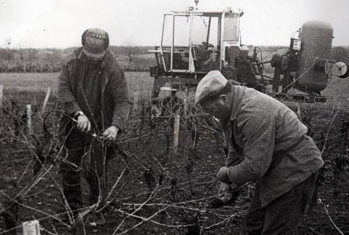 Iconographie - Taille de la vigne