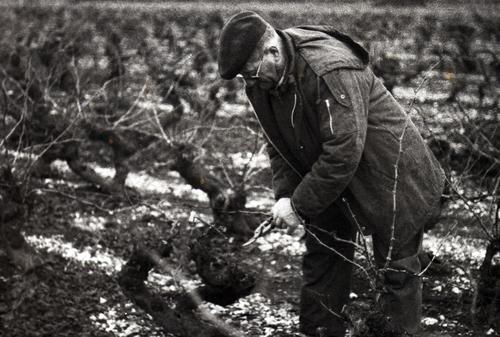 Iconographie - Taille de la vigne