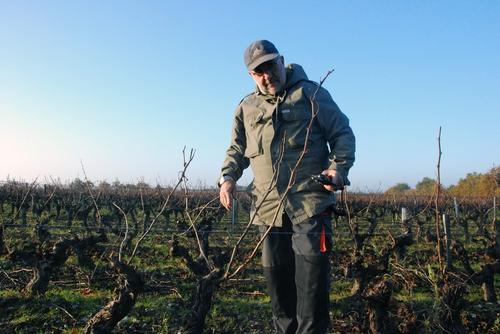 Iconographie - Taille de la vigne à La Fiolière