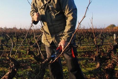 Iconographie - Taille de la vigne à La Fiolière