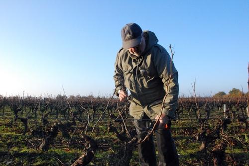 Iconographie - Taille de la vigne à La Fiolière