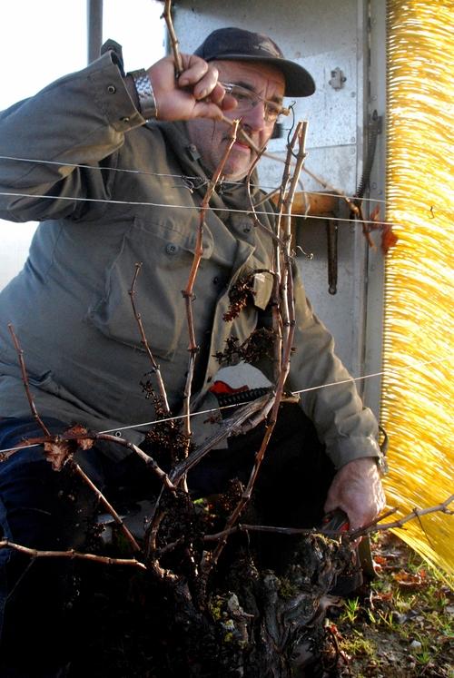 Iconographie - Taille de la vigne à La Fiolière