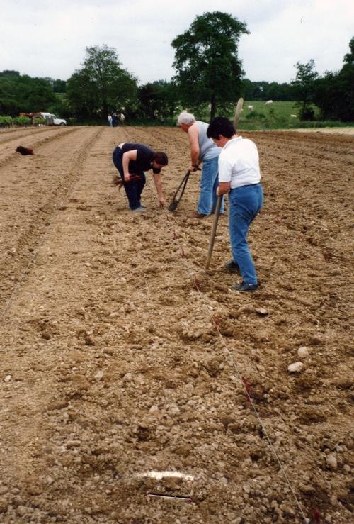 Iconographie - Plantation de vigne à La Fiolière