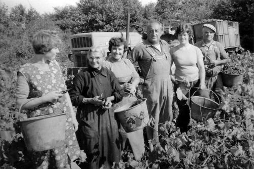 Iconographie - Les vendangeurs de la famille Boisson, Les Héries