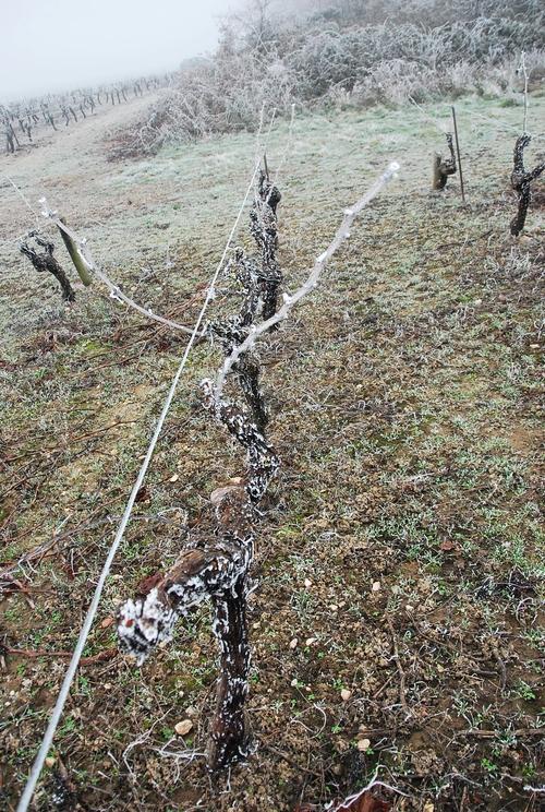 Iconographie - Sarments de vignes gelés