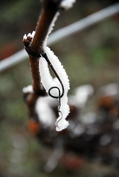 Iconographie - Sarments de vignes gelés