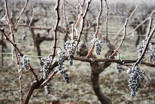 Iconographie - Sarments de vignes gelés