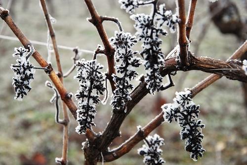 Iconographie - Sarments de vignes gelés