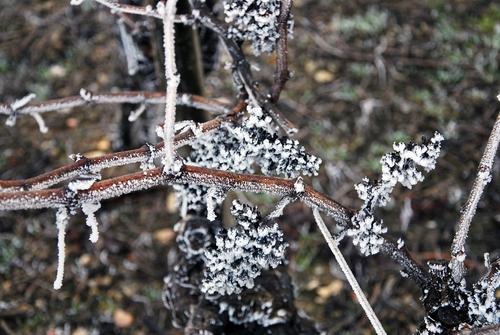 Iconographie - Sarments de vignes gelés