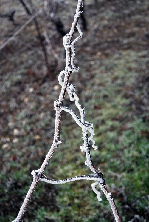 Iconographie - Sarments de vignes gelés