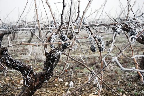 Iconographie - Sarments de vignes gelés