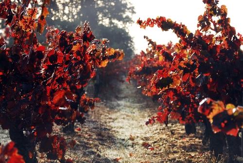 Iconographie - Parcelle de vigne à l’automne