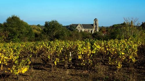 Iconographie - Parcelle de vigne sur les coteaux de la Logne