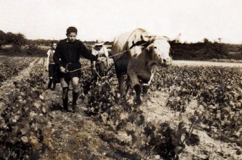 Iconographie - Bœuf déchaussant la vigne