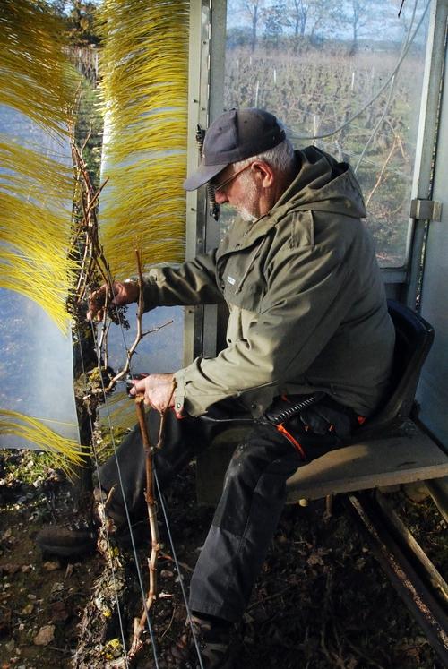 Iconographie - Taille de la vigne au sécateur électrique