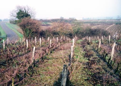 Iconographie - Côteaux de vignes en hiver